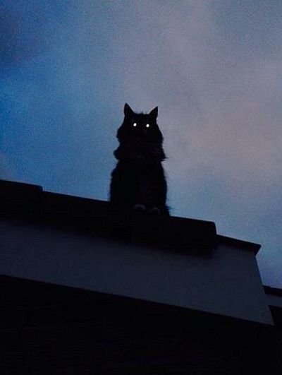 Starflesh Core, Glowing Eyes, A Black Cat, A Black, At Night, The Moon, Black Cat, Roof, Moon