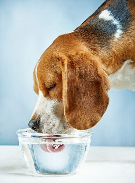 dog drinking water Giardia In Dogs, Sweet Potatoes For Dogs, Dog Top, Dog Nutrition, Dog Shedding, Boho Deco, Dog Help, Beagle Puppy, Dog Care Tips