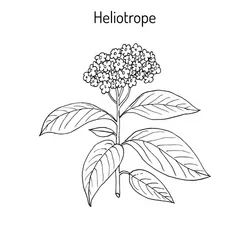 Garden heliotrope heliotropium peruvianum Vector Image Philotimo Tattoo, Heliotrope Drawing, Heliotrope Tattoo, Heliotrope Flower Drawing, Garden Heliotrope, Herodotus Picture, Heliotrope Flower, Heptacodium Miconioides, Botanical Vector