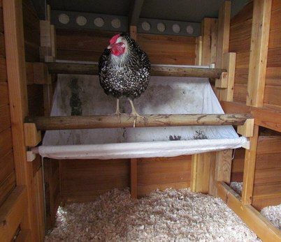 A version of a poop board. Clever for a small coop to keep the floor clean. Diy Coop, Small Coop, Chicken Roost, Chicken Poop, Coop Ideas, Best Chicken Coop, Chicken Coop Designs, Chicken Chick, Coop Plans