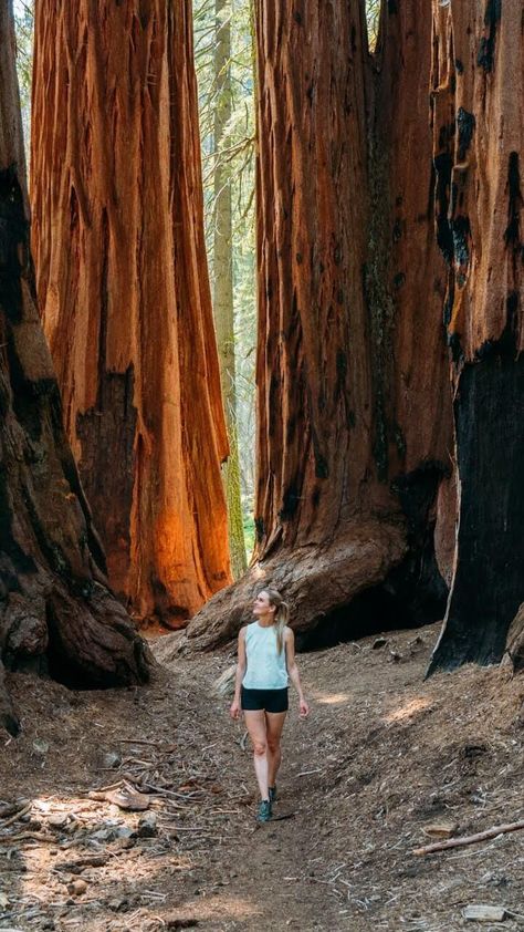 Living in Central California, Sequoia National Park is a place that I try to visit at least once a year. If you are planning a trip there, we cover 15 of the best things to do in Sequoia National Park! Sequoia National Park Photography, Giant Sequoia Trees, National Park Photography, Things To Do In California, Sequoia Tree, Bakersfield California, Best Campgrounds, Kings Canyon National Park, Mountain Park