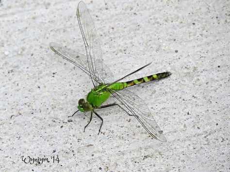 Female  Eastern pondhawk Green Dragontail Butterfly, Real Dragonfly, Dragonfly Wing Close Up, Emperor Dragonfly, Real Dragonfly Photos, Moth, Insects, Animals