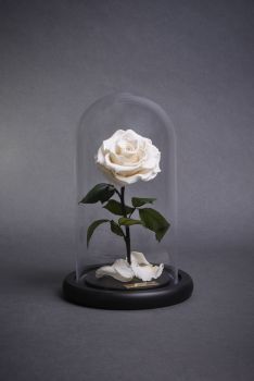 Bella Mini - Forever Rose - AED750.00 Rose In A Glass, Beautiful Bedroom Decor, Childrens Shop, Rose Centerpieces, Aesthetic Roses, Forever Rose, Des Roses, Dream Gift, Diy Crafts Paper Flowers