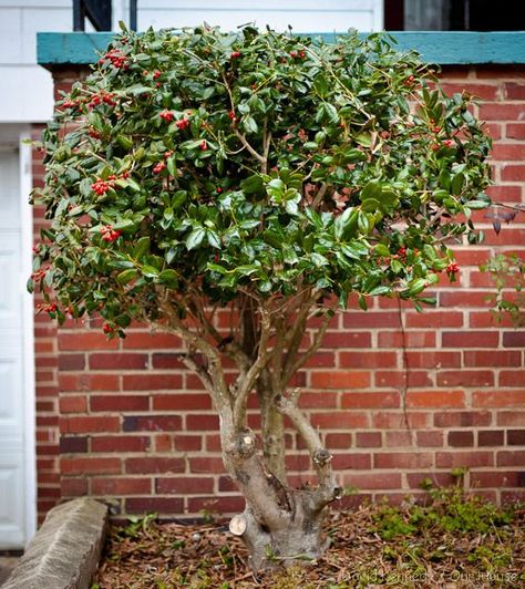 Hedge Trimming, Holly Shrub, Holly Bush, Holly Tree, Cottage Garden Design, Balcony Plants, Front Landscaping, The Bush, Garden Care