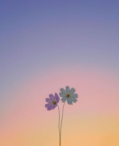 Nature Picture, Flowers Photography Wallpaper, Cute Flower Wallpapers, Wallpaper Nature Flowers, Pretty Landscapes, Flower Landscape, 背景 シンプル, Phone Wallpaper Images, Photography Wallpaper