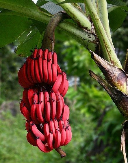 Red Dacca Bananas(Musa acuminata). They are smaller and plumper than the common Cavendish banana. When ripe, raw red bananas have a flesh that is cream to light pink in color. They are also softer and sweeter than the yellow Cavendish varieties, with a slight raspberry flavor. Many red bananas are imported from producers in Asia and South America. They are a favorite in Central America but are sold throughout the world. Red Banana Tree, Amorphophallus Titanum, Banana Seeds, Banana Plants, Banana Tree, Beautiful Fruits, Fruit Plants, Exotic Fruit, Fruit Garden