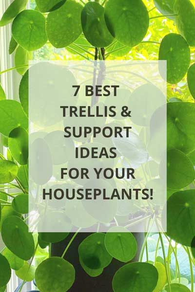 7 Best Trellis Supports for Your Houseplants! Diy Bamboo Trellis For Potted Plants, House Plant Trellis Ideas, Philodendron Potting Ideas, Diy Small Indoor Plant Trellis, Hoya Plant Trellis Ideas, Hoya Trellis Ideas Diy, Diy Indoor Plant Trellis Ideas, Houseplant Trellis Ideas, Philodendron Trellis