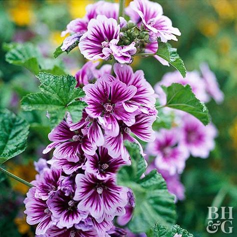 Mallow Plant, Malva Sylvestris, Tattoo Plant, Mallow Flower, Cottage Garden Plants, Outdoor Flowers, Backyard Garden Design, Flowers Perennials, Garden Cottage