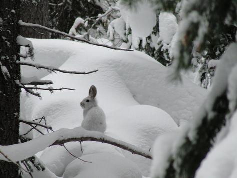 Winter Bunny, Snowshoe Hare, Please Don't Leave, Bay County, Library System, Winter Fairy, Snow Bunnies, Snow Angels, Winter Scenery