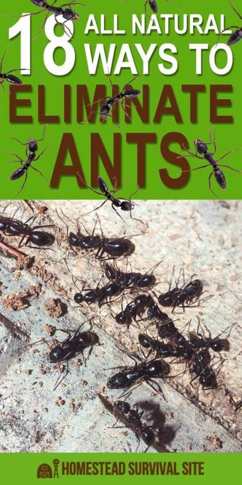 18 All-Natural Ways to Eliminate Ants Natural Ant Repellant, Ants In Garden, Ant Removal, Sugar Ants, Get Rid Of Aphids, Ant Spray, Ant Repellent, Ants In House, Ant Control