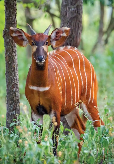 A large African antelope with backswept horns; critically endangered due to logging and poaching. Bongo Antelope, Hooved Animals, African Forest, African Antelope, Art Literature, Africa Wildlife, Bongos, Nature Music, Exotic Animals