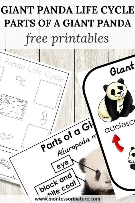 Giant Panda Life Cycle And Parts Of A Giant Panda – Free Printable - Montessori Nature Panda Bear Activities, Rally Activities, Panda Classroom, Panda Project, Panda Activities, Panda Crafts, Panda Habitat, Panda Facts, Panda Craft