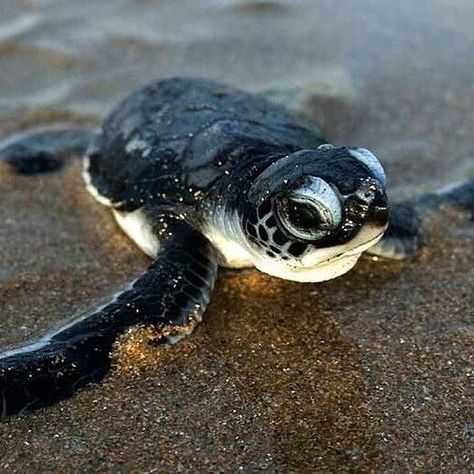 Chireh Hormozi ❤️🐘🐆🦒🐕 on Instagram: “It's estimated that only around 1 in 1,000 turtle hatchlings make it to adulthood. There are seven species – hawksbill, leatherback,…” Sea Turtle Pictures, Baby Sea Turtles, Baby Sea Turtle, Marine Conservation, Baby Animals Pictures, Cute Turtles, Baby Turtles, Baby Animals Funny