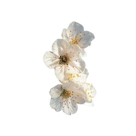 Elegant Png Aesthetic, White Cherry Blossom Aesthetic, Flowers Icon Png, Flowers Png Aesthetic, White Aesthetic Widget Pictures, Widgets White Background, Cute Flower Icon, Flower Png Aesthetic, Cream Icons