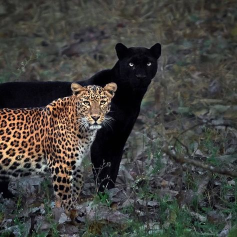 An eternal love ❤️ Saya and Cleopatra  All rights reserved © Mithun H. Photography. Powerful Couple, Panther Leopard, Cat Couple, Black Panthers, Rare Animals, Leopards, Black Cats, 귀여운 동물, Black Panther