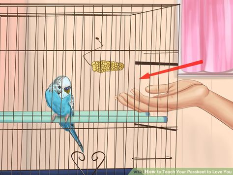 Teach Your Parakeet to Love You. Baby Parakeets, Parakeet Care, Parakeet Toys, Parakeet Cage, Pet Bird Cage, Parakeet Bird, Budgies Bird, Budgie Parakeet, Bird Aviary