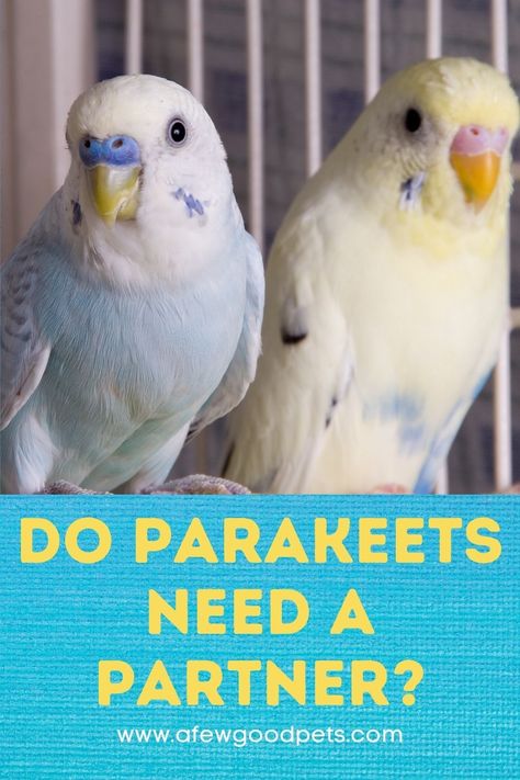 Parakeet Treats, Living In A Small House, Baby Parakeets, Pet Parakeet, Crave Attention, Parakeet Colors, Parakeet Care, Best Pet Birds, Elf Slippers