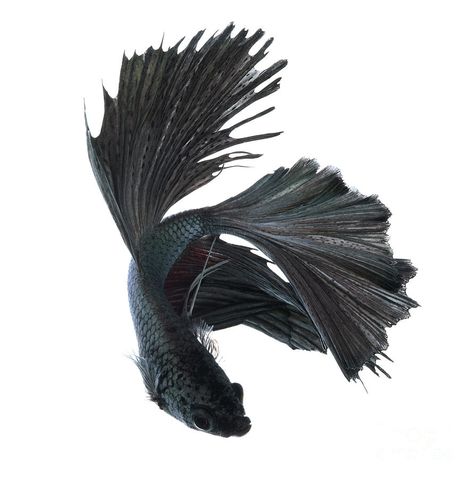 Betta Fish Dance by Visarute Angkatavanich Betta Mermaid, Betta Fish Tank Ideas, Betta Fish Tattoo, Fish Tank Ideas, Betta Fish Types, Betta Fish Care, Black Fish, Fish Icon, Betta Fish Tank