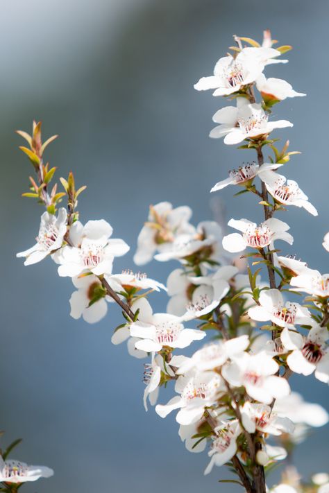 New Zealand Native Flowers, New Zealand Flora, Manuka Flower, Gem Hair, Nz Art, South Pacific, Work Experience, Farm Animals, Art Boards