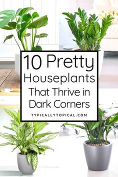 Houseplants For Dark Rooms, Healing Indoor Plants, Plants That Can Live In The Dark, Plants That Don’t Require Sunlight, Tall Floor Plants Indoor, Indoor Plants With Low Light, Plants For Dark Spaces, Indirect Sunlight Plants Houseplant, Big Indoor Plants Low Lights