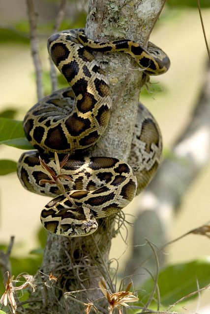 Burmese Python (12), NPSPhoto, R. Cammauf | Everglades National Park | Flickr Australia Animals Scary, Animals Scary, Animals In Australia, Animal Tattoos For Men, Burmese Python, Scary Animals, Australia Animals, Everglades National Park, Python Snake