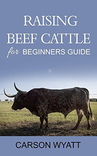 Raising Beef Cattle, Beef Farming, Raising Cattle, Beef Cow, Raising Farm Animals, Farm Business, Beef Cattle, Cattle Ranching, Black Stallion