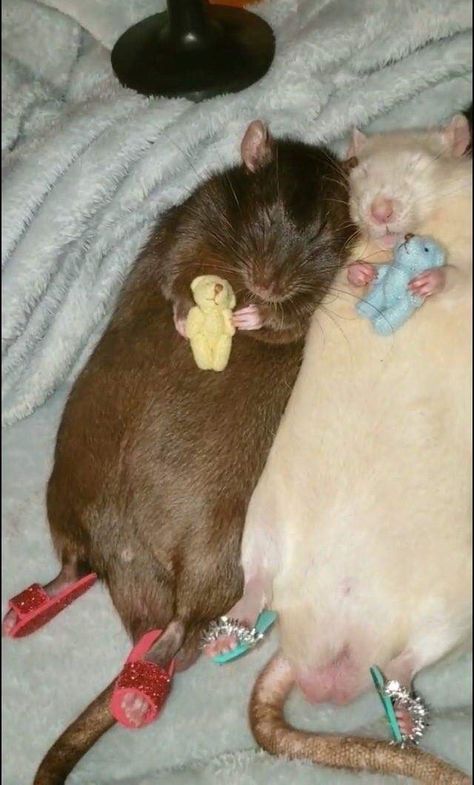 Funny Rats, Cute Rats, Pet Rats, 웃긴 사진, Silly Animals, Hamsters, Cute Little Animals, 귀여운 동물, Animal Memes