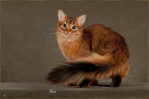 Somali Cat, Exotic Cats, Gorgeous Cats, Cat Pose, Pretty Animals, Cat Family, Warrior Cat, Domestic Cat, Pet Owner