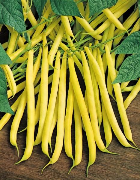 Golden Wax Bean Yellow Wax Beans, Bean Pods, Wax Bean, Runner Beans, Bush Beans, String Bean, Bean Seeds, Heirloom Vegetables, Seed Company