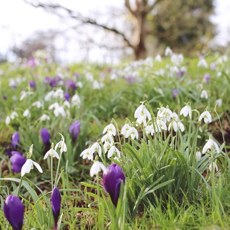 A big bank of snowdrops and crocuses (croci?!)- there are fewer things as lovely- a sure sign that spring is on its way. Bulb Garden, Spring Board, Flower Bulb, Future Garden, Spring Boards, Garden Bulbs, Free Motion Embroidery, Spring Mood, Spring Bulbs