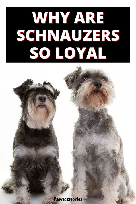 In this post you’ll discover 9 reasons why schnauzers are so loyal as well as whether or not schnauzers are only loyal to one person. Reason #8 is the least known but has a big impact on loyalty. Schnauzer Breed, Be Loyal, Schnauzer Puppies, Standard Schnauzer, 3 Best Friends, Miniature Schnauzer Puppies, Miniature Schnauzers, Schnauzer Puppy, Loyal Dogs