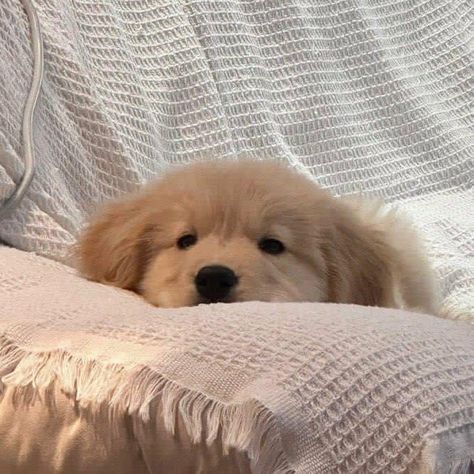 Puppy Teacup, Teacup Puppy, Cute Fluffy Dogs, Cute Teacup Puppies, Cute Dog Wallpaper, Puppies Cute, Very Cute Puppies, Really Cute Puppies