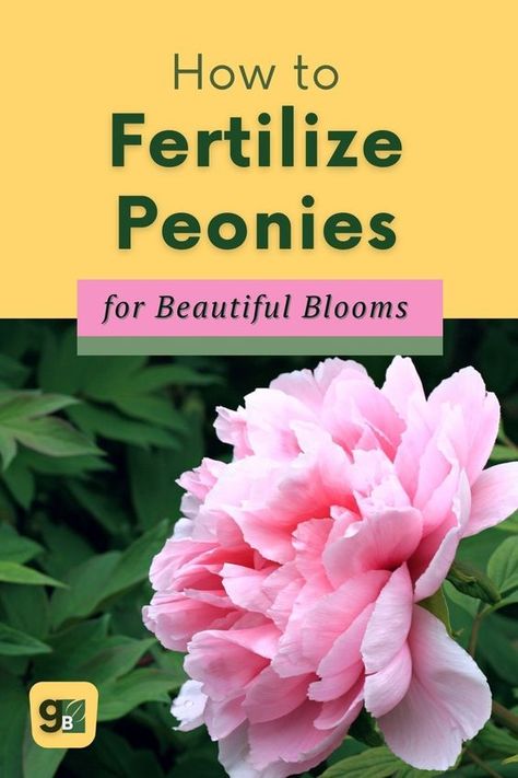 Are you looking for the best way to fertilize your peony plants? Look no further! In this blog post, we'll discuss when and how much fertilizer is needed for optimal growth of your plants. With our guide on Peony Fertilizer 101, you can rest assured that they are getting the nutrients they need without over-fertilizing or under-fertilizing them. Read our blog post now and get started fertilizing your peony plants like a pro! Peony Fertilizer, Grow Peonies, Gardening Herbs, Peony Care, Itoh Peonies, Peony Bush, Herbs Plants, Planting Peonies, Spring Gardening