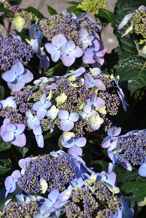 Click to view a full-size photo of Endless Summer Pop Star Hydrangea (Hydrangea macrophylla 'BAILMACSIX') at Platt Hill Nursery Bigleaf Hydrangea, Summer Planter, Mulch Landscaping, Endless Summer Hydrangea, Winter Planter, Nantucket Style, Christmas Planters, Hydrangea Macrophylla, Fall Planters