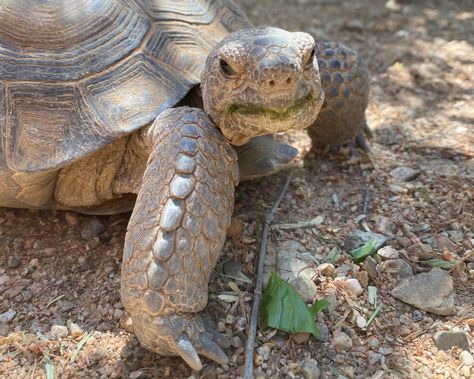 Building Your Desert Tortoise Garden – Desert Diaries Tortoise Tank Ideas, Desert Tortoise Habitat Outdoor, Sulcata Tortoise Habitat Outdoor, Desert Tortoise Habitat, Tortoise Garden, Desert Willow Tree, Grass Species, Turtle Care, Tortoise Food