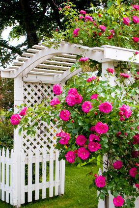 Lattice Archway, White Garden Fence, Garden Backdrop, Arch Garden, Fence Planning, Fenced Vegetable Garden, White Arch, Rose Arbor, Garden Backdrops