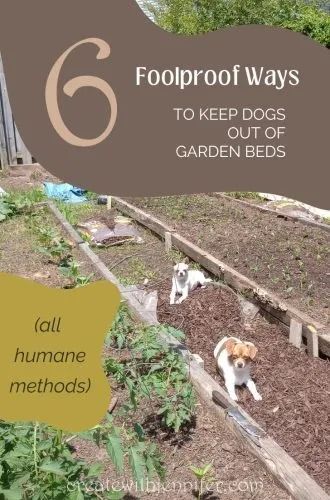 Keeping Dogs Out of Garden Beds - Create With Jennifer How To Keep Dogs Out Of Garden, Keeping Dogs Out Of Flower Beds, Keep Dogs Out Of Flower Beds, How To Keep Dogs Out Of Flower Beds, Keep Dogs Out Of Garden, Growing Radishes, Plant Leaves Turning Yellow, Yard Art Crafts, Window Planters