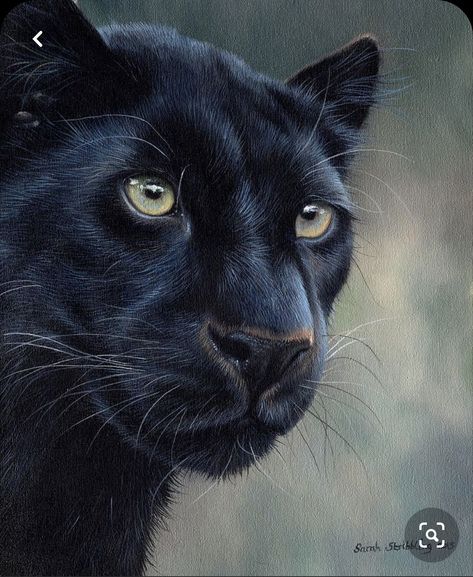 A broken werewolf girl in a broken werewolf society Life always bro… #paranormal #Paranormal #amreading #books #wattpad Black Panther Cat, Black Panther Tattoo, Panther Pictures, Panther Cat, Panther Tattoo, Black Cat Tattoos, Panther Art, Black Panther Art, Black Jaguar