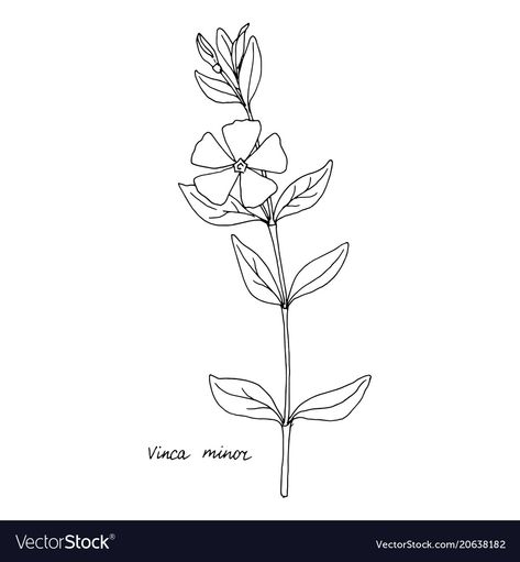 Nerine Flower Drawing, Periwinkle Flower Tattoo, Periwinkle Tattoo, Sweetpea Tattoo Black And White, Petunia Line Drawing, Periwinkle Drawing, Periwinkle Drawing Flower, Moms Tattoo, Flower References