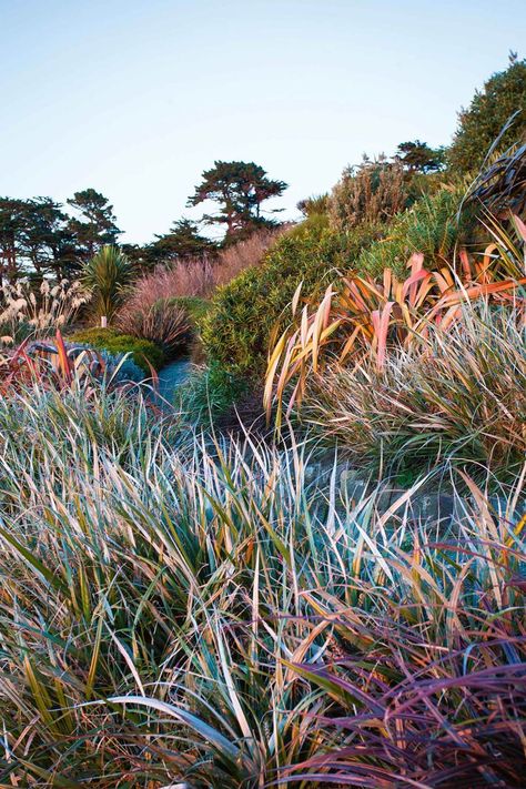 This garden On New Zealand’s Banks Peninsula seamlessly blends in with the surrounding landscape. Bank Planting Ideas, Phormium Planting Schemes, Claire Takacs, Nz Plants, Garden Grasses, Garden Hill, Native Plant Landscape, Planting Combinations, Planting Schemes