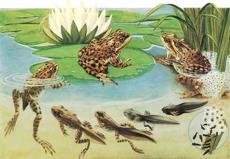 Frog life cycle. (Orin Zebest/CC BY 2.0) These changes had some influence on ancient cultures perceiving frogs as symbolic for rebirth and as the keepers of transmutation secrets. Frogs Illustration, Frog Unit Study, Frog Song, Animal Life Cycles, Pete The Cats, Lifecycle Of A Frog, Frog Life, Pond Life, Plant Life Cycle