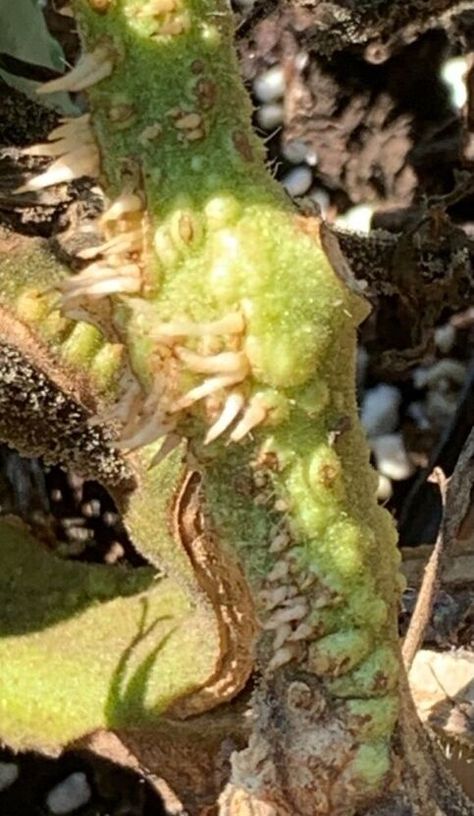 Butterfly Tomato, Tomato Butterfly, Tomato Bugs, Tiny Tomatoes, Tomato Hornworm, Tomato Garden, Tomato Plants, Food Garden, Gardening For Beginners