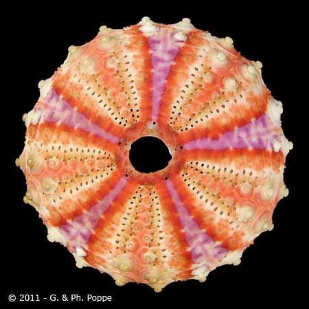 Coelopleurus granulatus TEST Sea Urchin Skeleton, Sea Shell Display, Sea Urchins Art, Sea Urchin Shells, Purple Sea Urchin, Urchin Shell, Shell Display, Sea Urchin Shell, Photo Macro