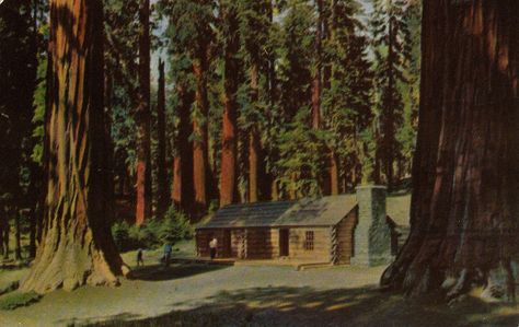 Yosemite Forest Lodge, California Postcard, Yosemite California, Big Trees, Mountain Men, Sequoia National Park, California National Parks, Vintage California, Big Tree