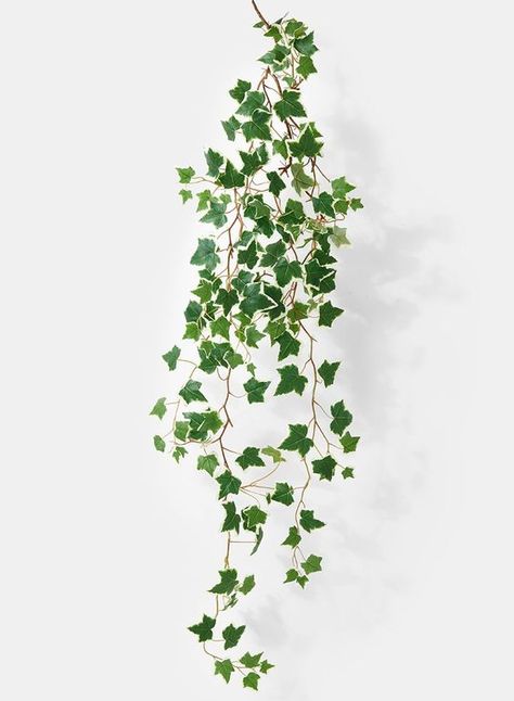 Ivy Plant Indoor, Ideas Terraza, Garden Planters Pots, Cascading Wedding Bouquets, Ivy Vine, Wedding Ceremony Arch, Ivy Plants, Green Ivy, Floral Garland