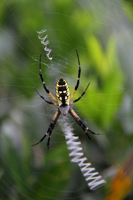 Harmless they say.....idk Yellow Garden Spider, Spider Writing, Spider Species, Garden Spider, Yellow Things, Golden Garden, Yellow Garden, The Orb, Faeries Gardens