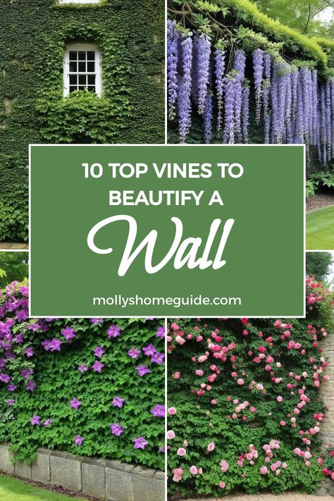 Looking to add some greenery and charm to your outdoor space? Check out these fast-growing vines for covering fences or walls. From classic English Ivy to vibrant Climbing Clematis, these plants are perfect for creating a lush and cozy garden. Whether you're looking for the best vines to cover a wall or trellis plants to enhance your space, you'll find plenty of options here. Let cascading plants create a beautiful wall garden or use climbing plants to cover a fence and wall effortlessly. Evergreen Clematis Climbing Vines, Climbing Vines On House, Cascading Plants Outdoor, Carolina Jessamine Vine, Clematis Ideas, Vines For Shade, Climbing Plants Fence, Ivy Fence, Evergreen Clematis