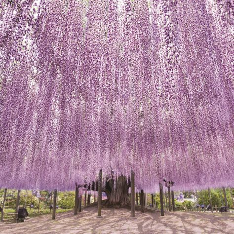 Discover Tochigi | Visit Tochigi Toshogu Shrine, Flower Park, Japanese Beef, Japanese Sake, Kamakura, Travel Info, Historic Buildings, Tourist Destinations, Wisteria