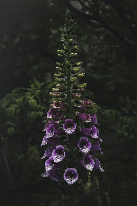 purple flower with green leaves photo – Free Image on Unsplash Plant Christmas Tree, Belladonna Flower, Thankful For Him, Deadly Plants, Poison Garden, Leaves Photo, Goth Garden, Poisonous Plants, Purple Garden