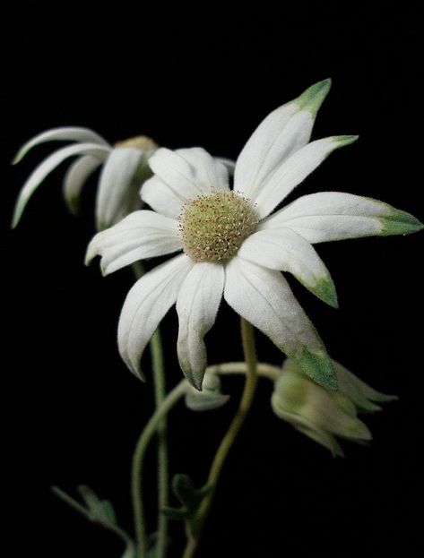 Flannel Flower, Australian Flowers, Pen And Wash, Australian Native Flowers, Flower Close Up, Australian Plants, Australian Native Plants, Color Harmony, Flower Illustration